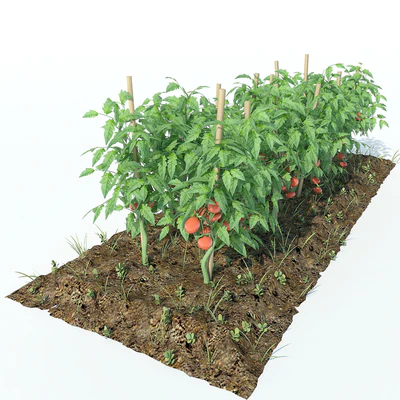 Tomato — Ver 1