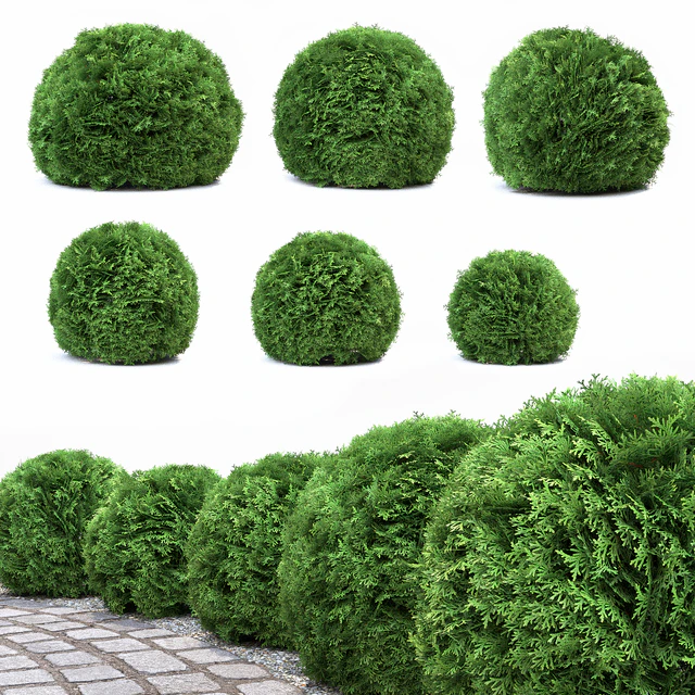 Thuja Danica — Descargar