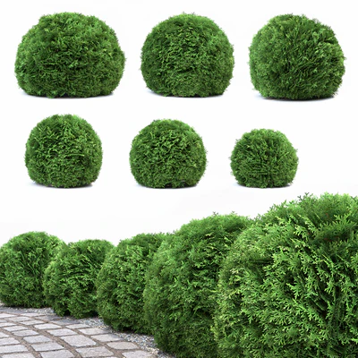 Thuja Danica — Ver 1