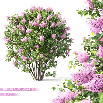 Syringa — Ver 1