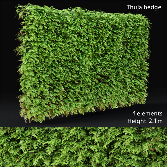 Thuja hedge — Descargar