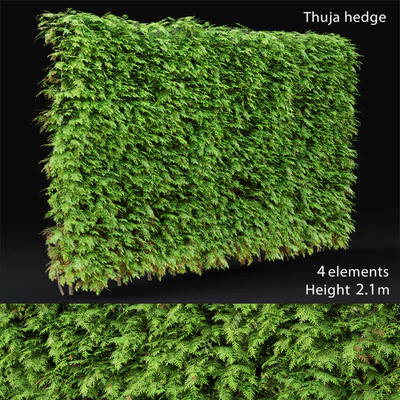 Thuja hedge — Ver 1