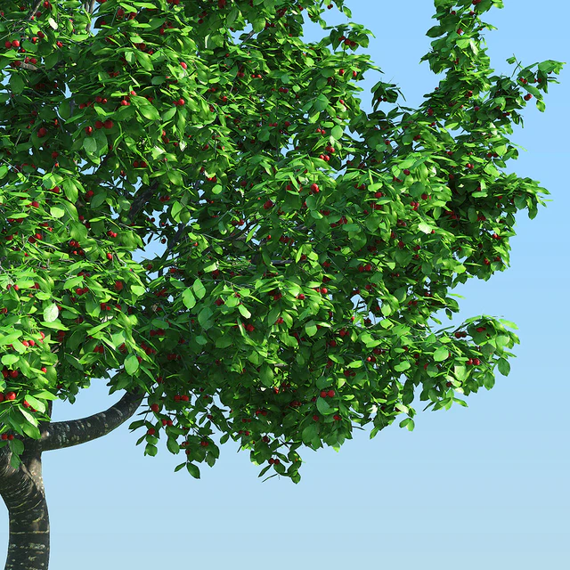 Cherry with berries / Cherry with berries — Descargar
