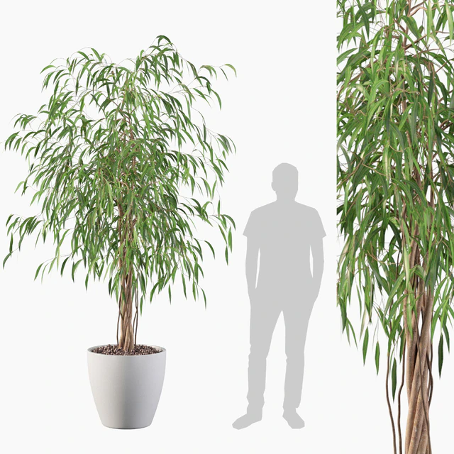 Plants collection 075 - ficus ali — Скачать