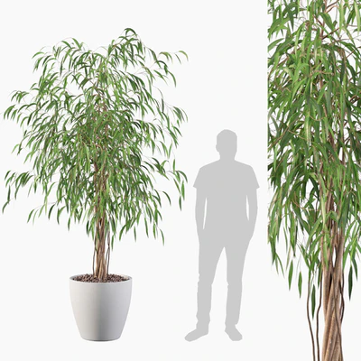 Plants collection 075 - ficus ali — Вид 1