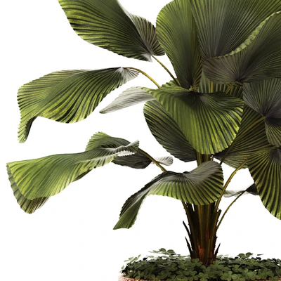 LicualaLicuala orbicularis, Licuala, ornamental palm tree, pot, flowerpot, office, copper, copper flowerpot — Ver 3