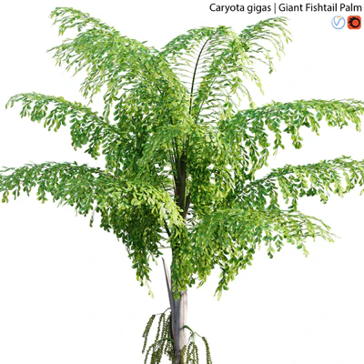 Caryota gigas - Giant Fishtail Palm - Caryota Mitis - 01 — Ver 2