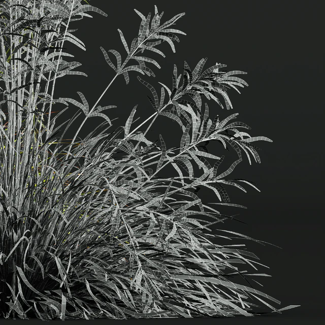 HQ Plants Stipa arundinacea Sweet Grass — Descargar