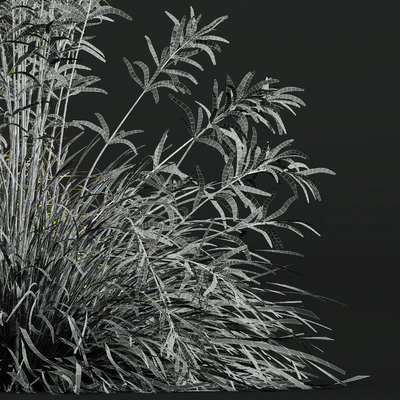 HQ Plants Stipa arundinacea Sweet Grass — Ver 4