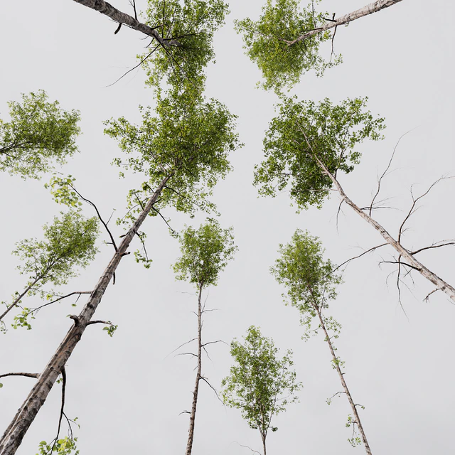 Alnus Glutinosa and Betula Pendula spring trees — Скачать