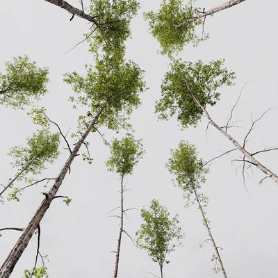 Alnus Glutinosa and Betula Pendula spring trees — Вид 5
