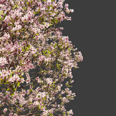 Prunus sargentii — Вид 5