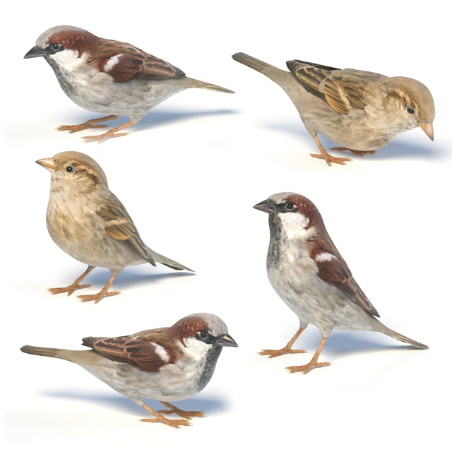 House Sparrow / 1 — Descargar