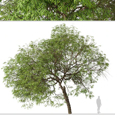 Set of Brazilian Pepper Tree ( Schinus terebinthifolia ) (2 Trees) — Вид 3