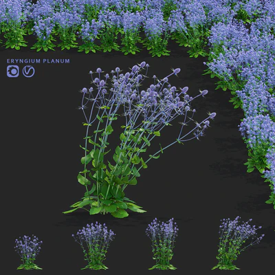 Cinegolovnik flat-leaved flowers | Eryngium planum — Ver 1