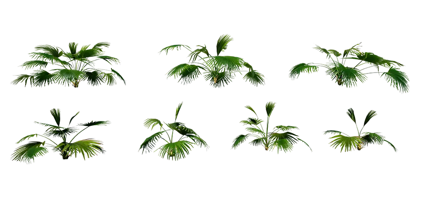 chinese fan palm 001 — Descargar