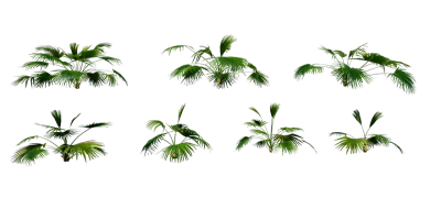 chinese fan palm 001 — Descargar