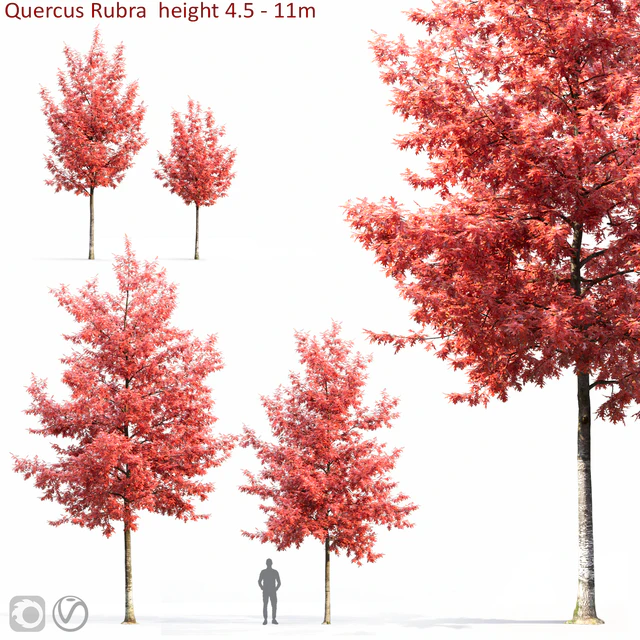 Quercus Rubra — Descargar