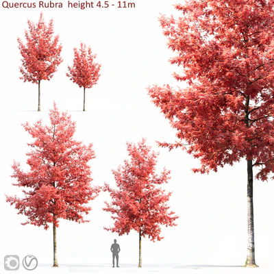 Quercus Rubra — Ver 1