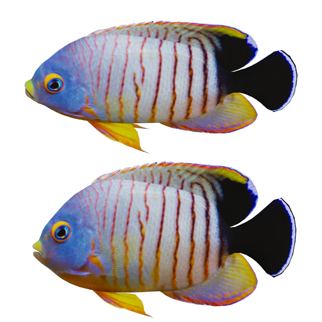 Marine fish — Скачать
