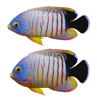 Marine fish — Вид 1