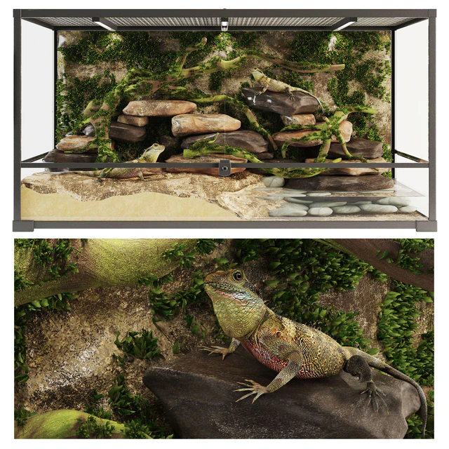 Terrarium Agama — Descargar
