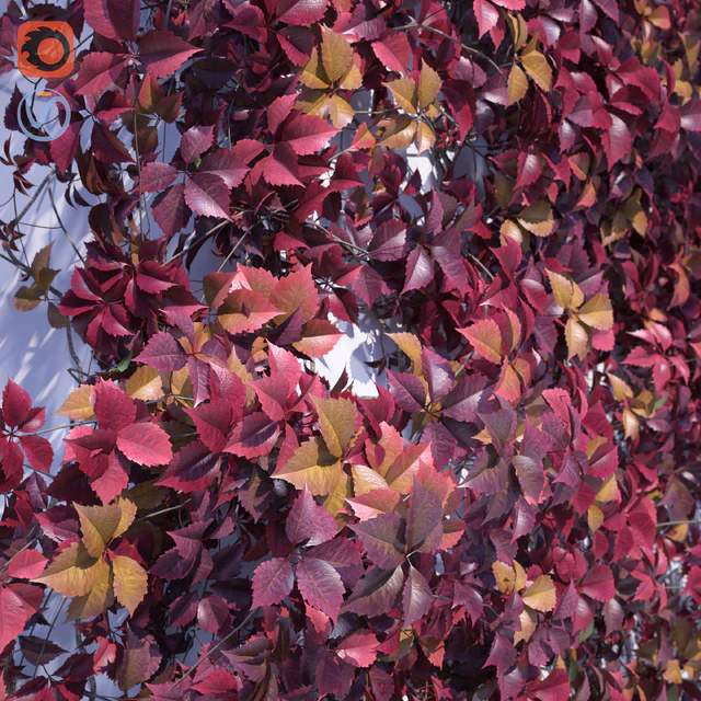 Girlish Grape 2 — Descargar