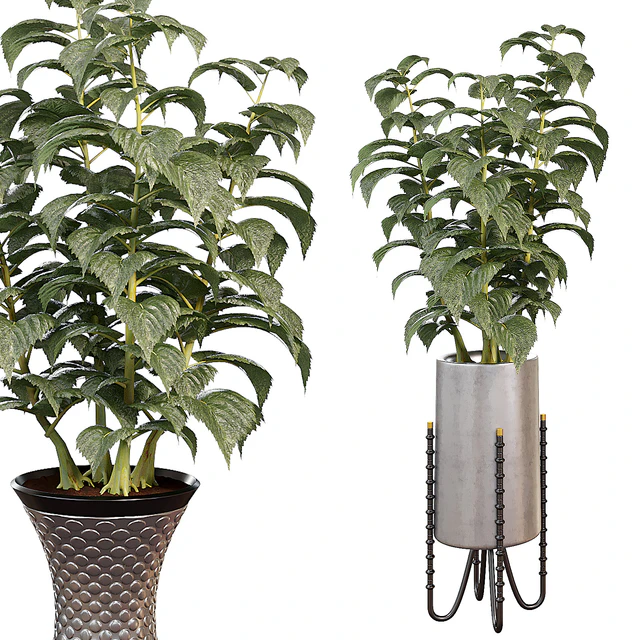 Indoor plants in a pot 013 — Descargar