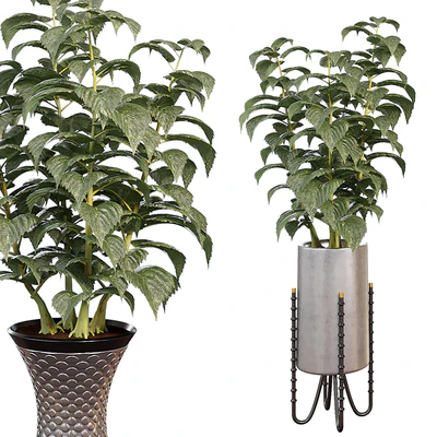 Indoor plants in a pot 013 — Ver 3
