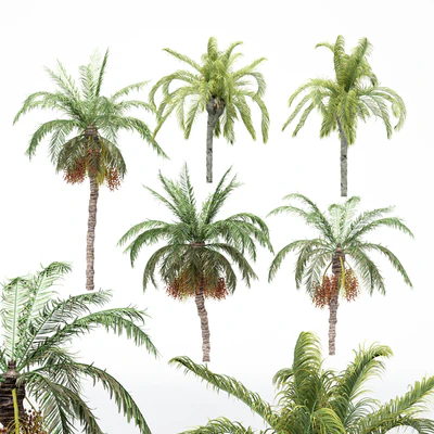 5diffrent tree-Date Palm-Queen Palm — Вид 1