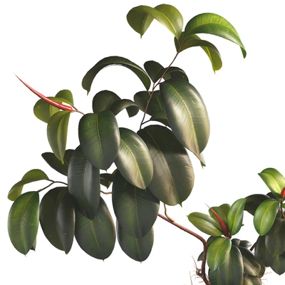 Bonsai Jungle Ficus Elastica Rubber Tree 339 — Ver 7