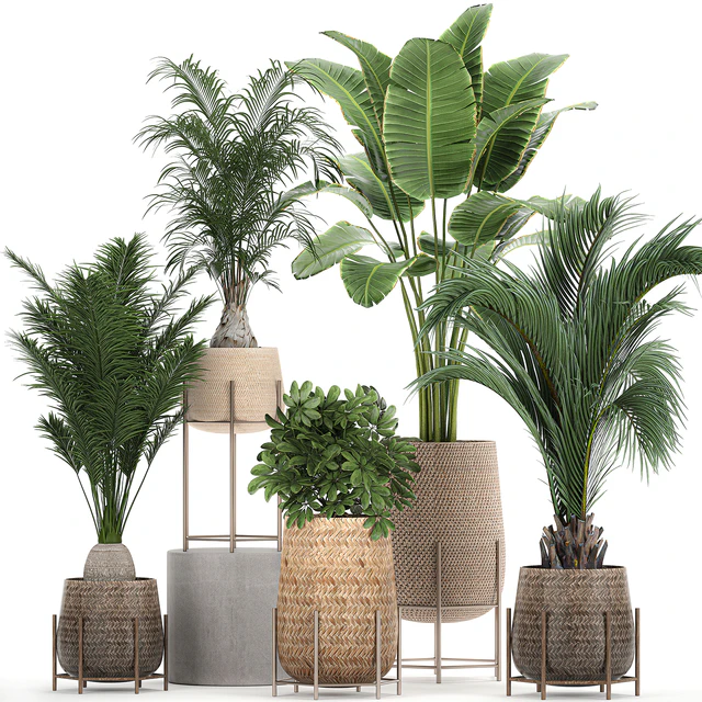 Collection of ornamental plants in rattan baskets with banana palm, howea, Strelitzia. Set 783 — Descargar