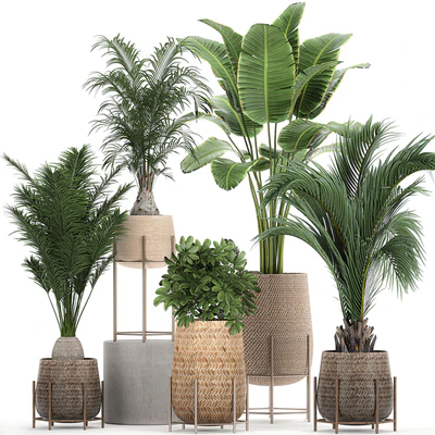Collection of ornamental plants in rattan baskets with banana palm, howea, Strelitzia. Set 783 — Ver 1