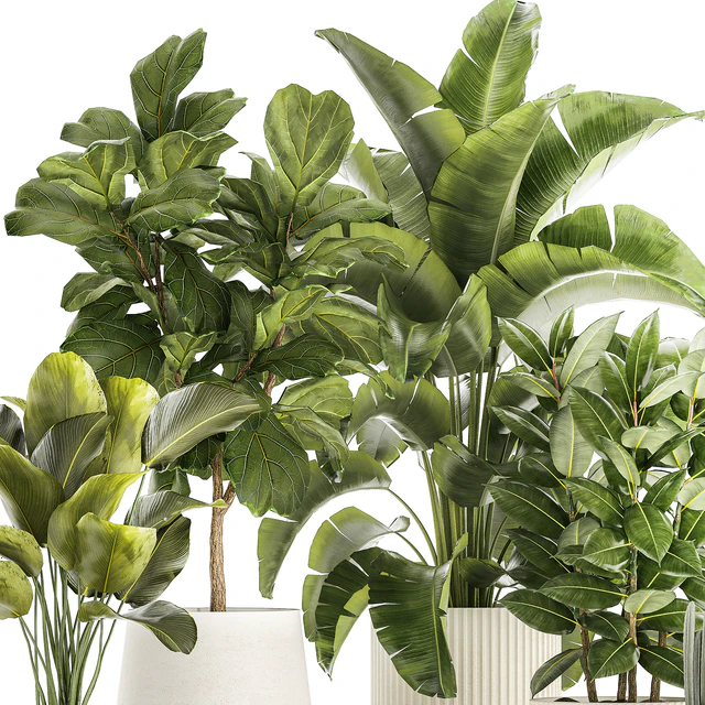 Collection of plants in modern white pots with ficus Lirata tree, banana palm, calathea lutea, cactus, Strelittia. Set 1359. — Descargar