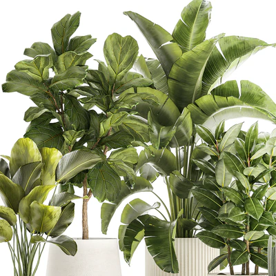 Collection of plants in modern white pots with ficus Lirata tree, banana palm, calathea lutea, cactus, Strelittia. Set 1359. — Ver 5