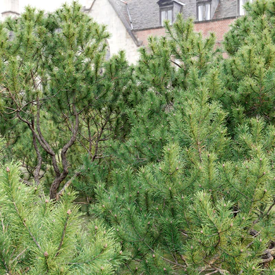 Mugo pine — Вид 3