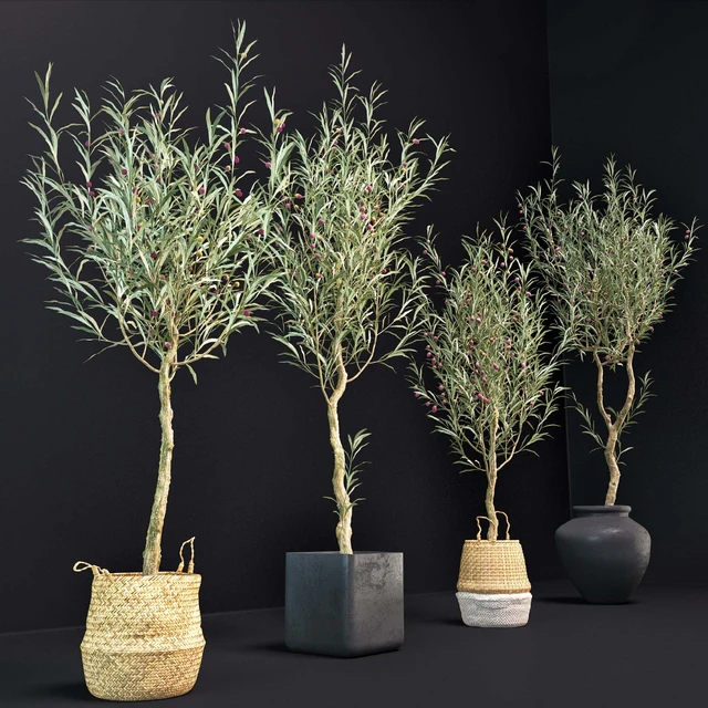 Olive Tree — Descargar