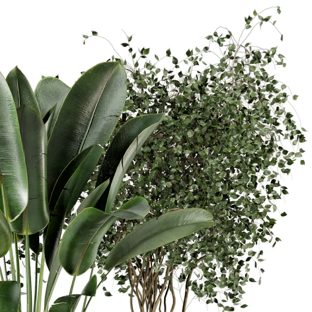 Indoor Planters in Cecilia Ficonstone Pot - Set 350 — Скачать