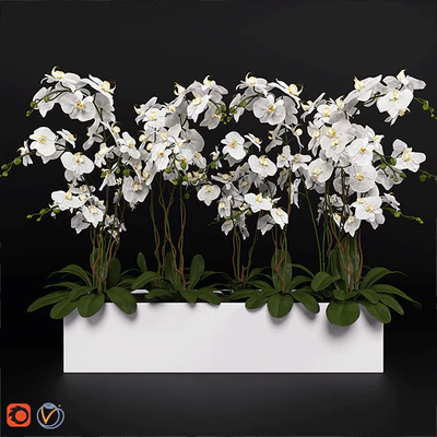 Орхидея (phalaenopsis) букет 3 — Вид 1