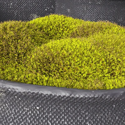 Crosshatch concrete vessel collection with moss — Ver 4