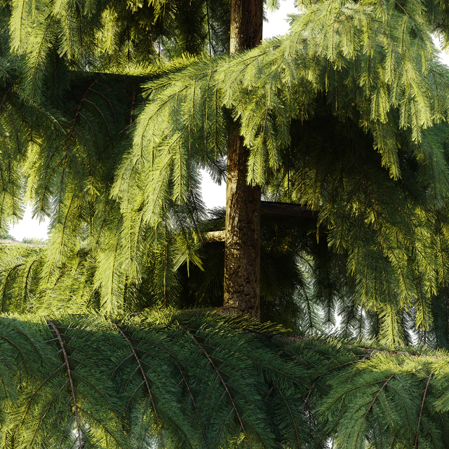 Pine Spruce — Скачать