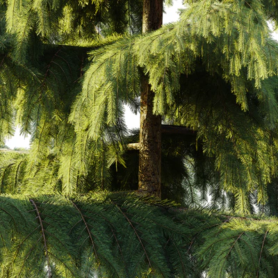 Pine Spruce — Вид 3