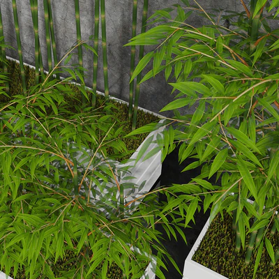 Комнатные бамбук 01 — Вид 2