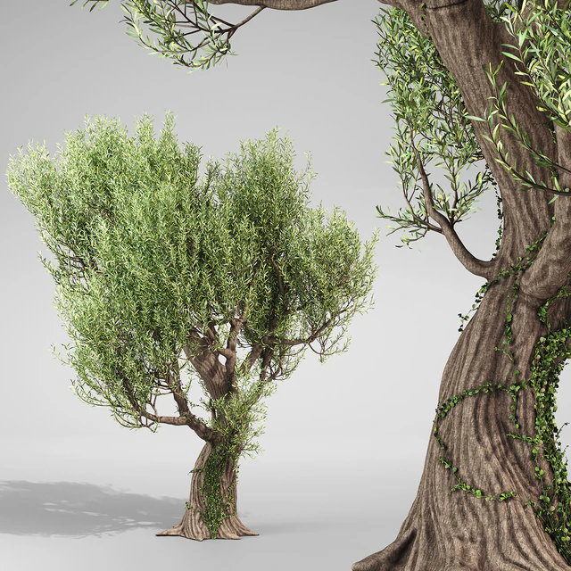 Olive Tree With Vines — Descargar