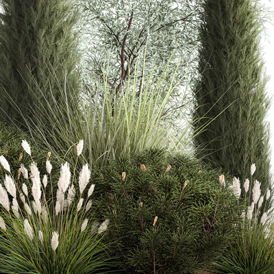 Alpine hill olive, pine, reed, thuja and cypress, feather grass grass, silver goof. Plant collection 1188 — Ver 5