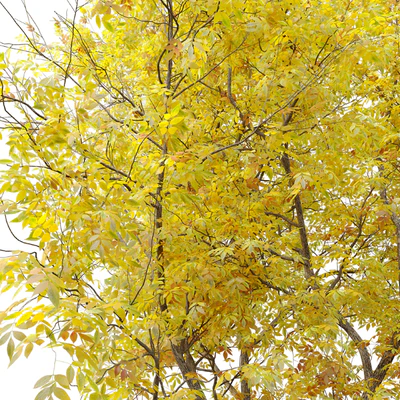 Fraxinus pennsylvanica (Ash tree) — Ver 5