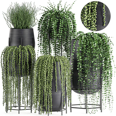 A collection of hanging plants in black pots on legs with Dyschidia, Rowley's Crossberry, Succulents, Rhipsalis. Set 549. — Ver 1
