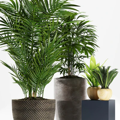 PLANTS 172 — Вид 2