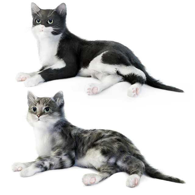 Relaxing cat 1 — Download