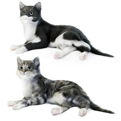 Relaxing cat 1 — View 7